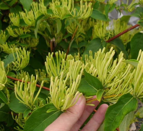 自貢菊花種植基地